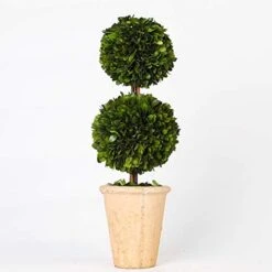 BoxwoodValley Preserved Boxwood Ball Large 8 Inch Boxwood Ball Topiary Vase Fillers For Wedding Party Christmas Balls, Home Hang Ball Decor(Ball, 8") -Green Leaf Store 41kLMyoZV4L. AC