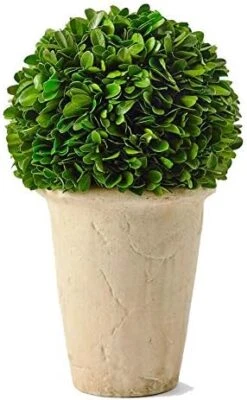 Boxwoodworld Preserved Boxwood Green Plant For Home Decor Classic Ball On Pot Design 10 Inch Hight (boxwood Leaves) 17 Boxwoodworld Preserved Boxwood Green Plant For Home Decor Classic Ball On Pot Design 10 Inch Hight (boxwood Leaves) -Green Leaf Store 41m3qc1X2WL. AC