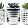 Dipiti Artificial Succulent Plants In Pots-Set Of 3|Black And White Ceramic Planters|Faux Plants Indoor & Outdoor|Gifts For Women|Kitchen Office Bathroom Desk Bedroom Shelf Decor|Potted Fake Plants -Green Leaf Store 41mcbwUG3pS