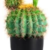 Sunprairie 14” & 30” Tall Rustic Artificial Cactus In Bloom With Soft Spines —Plant Decor Including Attractively Matching Matte Black Pot—Gorgeous Artificial Succulent Plants. -Green Leaf Store 41nt0K4kGaL