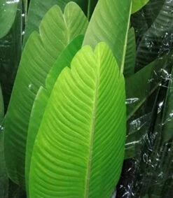 One 5 Foot Artificial Silk Bird Of Paradise Palm Tree Potted Plant -Green Leaf Store 41poU2jTNwL