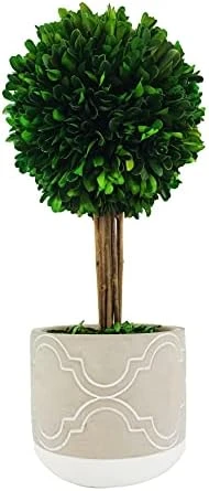 Galt International - Natural Preserved Boxwood Topiary In Cement Pot - Real Preserved Plant And Table Centerpiece - Stunning Greenery And Plant Decor For Home | (14" Tall / 5.9" Topiary) 5 Galt International - Natural Preserved Boxwood Topiary In Cement Pot - Real Preserved Plant And Table Centerpiece - Stunning Greenery And Plant Decor For Home | (14" Tall / 5.9" Topiary) - Image 5
