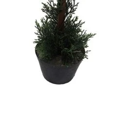 Vickerman Everyday 3 Foot Tall Artificial Cedar Topiary Double Ball Tree - UV Resistant Indoor Outdoor - Potted Natural Green - Home Patio Porch Faux Decor -Green Leaf Store 41qeRClmUQL