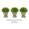 Pure Garden Artificial Podocarpus Grass Plant In Concrete Round Set Of 3, 7.5” Decorative Faux Indoor Ornamental Potted Topiary -Green Leaf Store 41qnHCpCA4L