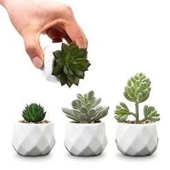 MyGift Set Of 4 Mini Assorted Artificial Succulent Fake Plants In Modern White Textured Ceramic Plant Pots 10 MyGift Set Of 4 Mini Assorted Artificial Succulent Fake Plants In Modern White Textured Ceramic Plant Pots -Green Leaf Store 41veQ5AsDXS