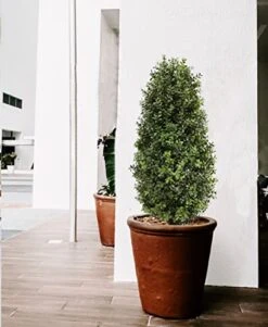 Artificial Topiary Tree,Faux Shrub,Includes Black Plastic Pot, Home Decor For Indoor And Outdoor,Faux Plants Outdoor,Artificial Greenery Set,35inch -Green Leaf Store 41wmbF5WGCL