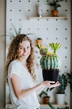 Sunprairie 14” & 30” Tall Rustic Artificial Cactus In Bloom With Soft Spines —Plant Decor Including Attractively Matching Matte Black Pot—Gorgeous Artificial Succulent Plants. -Green Leaf Store 41yrgaaujJL