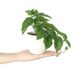 Dahey 3 Pack Fake Potted Plant Artificial Plants For Home Decor Indoor, Broad Leaved Faux Plants Indoor Desk Plant With 4 Inch Frosted Plastic Planter For Office Bathroom Greenery Decoration 7 Dahey 3 Pack Fake Potted Plant Artificial Plants For Home Decor Indoor, Broad Leaved Faux Plants Indoor Desk Plant With 4 Inch Frosted Plastic Planter For Office Bathroom Greenery Decoration -Green Leaf Store 41yyROk4ZzL