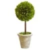 Tradingsmith Preserved Boxwood Singel Ball Topiary - 16" 4 Tradingsmith Preserved Boxwood Singel Ball Topiary - 16" -Green Leaf Store 41z0jjFbtLL