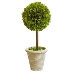 Tradingsmith Preserved Boxwood Singel Ball Topiary - 16"