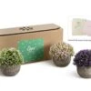 Opps Mini Artificial Plants Plastic Fake Green Colorful Flower Topiary Shrubs With Gray Pot For Home Décor – Set Of 3 -Green Leaf Store 41zTIfGuAtL