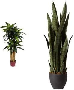 Nearly Natural, Green 4855 35in. Sansevieria With Black Planter & 6ft. Ficus Artificial Trees, 72in, Green -Green Leaf Store 41znRl3ySUL. AC 1