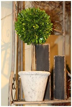 Mills Floral Company Box Topiary, Single, Large, 6" X 16" -Green Leaf Store 510vHusgaoL