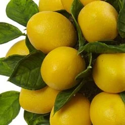 Nearly Natural Lemon Ball Arrangement Topiary, Yellow,19.5'' X 8.5'' X 8.75'' - 4865 -Green Leaf Store 513zvYp2OuL