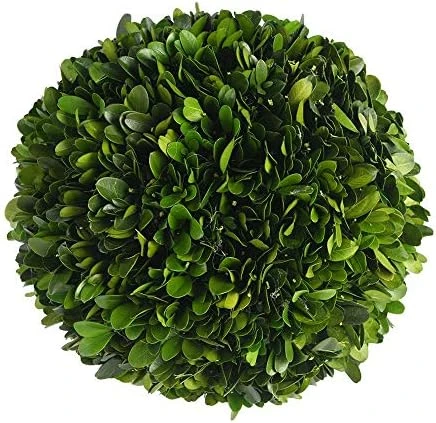 Boxwoodworld Preserved Boxwood Green Plant For Home Decor Classic Ball On Pot Design 10 Inch Hight (boxwood Leaves) 11 Boxwoodworld Preserved Boxwood Green Plant For Home Decor Classic Ball On Pot Design 10 Inch Hight (boxwood Leaves) - Image 11