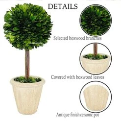 Natural Preserved Boxwood Topiary In Pot 9 Inch Stunning Greenery And Plant Decor Great For Home Office Bar Shop Decoartion Christmas Topiary Decor GIFS For Family, New House(9 Inch Tall/4 Inch Wide) -Green Leaf Store 514zuCJyJRL