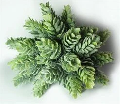 Dect Artificial Plants 6" Capensia Bush (2pcs) -Green Leaf Store 515R5kfLNtL