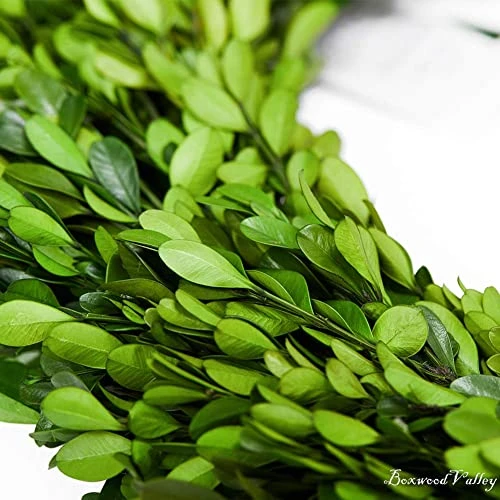 BoxwoodValley Preserved Boxwood Wreath 16 Inch Year Round Green Wreath For Halloween, Christmas Wreath Decor Green Garland For Indoor Green Autumn Wreath Decor (16 Inch) 2 BoxwoodValley Preserved Boxwood Wreath 16 Inch Year Round Green Wreath For Halloween, Christmas Wreath Decor Green Garland For Indoor Green Autumn Wreath Decor (16 Inch) - Image 2