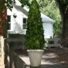 Mills Floral Boxwood Cone Topiary In Pot II 6 Mills Floral Boxwood Cone Topiary In Pot II -Green Leaf Store 516UvNBOCML