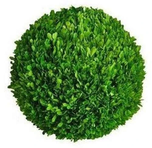 Mills Floral Company Boxwood Ball 8" 1 Mills Floral Company Boxwood Ball 8"