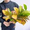 Artificial Croton Plant Leaf Branches Lifelike Tropical Houseplant Bush Stems For Home Office Decoration (Green - Pack Of 4) -Green Leaf Store 517HMQxAzWL