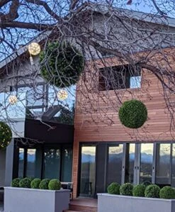 365 Curb Appeal Set Of 2 Large Topiary Balls (Better Than A Boxwood) 14 365 Curb Appeal Set Of 2 Large Topiary Balls (Better Than A Boxwood) -Green Leaf Store 51B5raIieJL