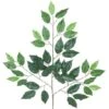 Arcadia Silk Plantation Four Dozen (48 Pieces) Of 24" Artificial Ficus Spray With A Total Of 2016 Leaves 13 Arcadia Silk Plantation Four Dozen (48 Pieces) Of 24" Artificial Ficus Spray With A Total Of 2016 Leaves -Green Leaf Store 51CGHVD74sL