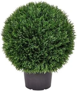 Vickerman Everyday 24" Artificial Silk Cedar Topiary Ball - UV Resistant Indoor Outdoor - Potted Natural Green - Home Patio Tabletop Faux Bush Decoration 8 Vickerman Everyday 24" Artificial Silk Cedar Topiary Ball - UV Resistant Indoor Outdoor - Potted Natural Green - Home Patio Tabletop Faux Bush Decoration -Green Leaf Store 51Cr2KBeOyL. AC