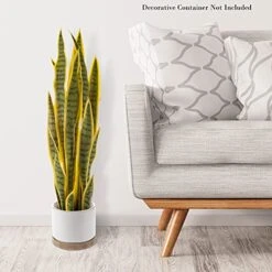 Artificial Sansevieria Snake Plant – 29.5-Inch Potted Fake Upward Foliage For Home Or Office Decoration – Pointed Polyester Leaves By Pure Garden 13 Artificial Sansevieria Snake Plant – 29.5-Inch Potted Fake Upward Foliage For Home Or Office Decoration – Pointed Polyester Leaves By Pure Garden -Green Leaf Store 51EpfnvDz8S