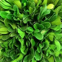 Galt International 7" Preserved Natural Boxwood In Ceramic Pot - Plant And Table Centerpiece - Stunning Greenery And Plant Decor For Home - Blue & White (Small 7" Tall Topiary) 10 Galt International 7" Preserved Natural Boxwood In Ceramic Pot - Plant And Table Centerpiece - Stunning Greenery And Plant Decor For Home - Blue & White (Small 7" Tall Topiary) -Green Leaf Store 51HMyQnGKDL 1