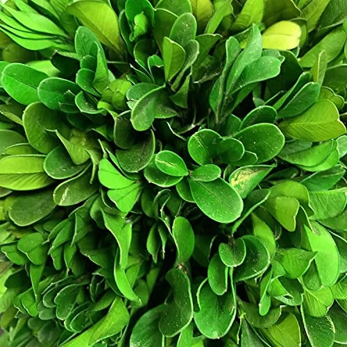 Galt International 7" Preserved Natural Boxwood In Ceramic Pot - Plant And Table Centerpiece - Stunning Greenery And Plant Decor For Home - Blue & White (Small 7" Tall Topiary) 3 Galt International 7" Preserved Natural Boxwood In Ceramic Pot - Plant And Table Centerpiece - Stunning Greenery And Plant Decor For Home - Blue & White (Small 7" Tall Topiary) - Image 3