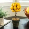 Flora Bunda 11" Tall Faux Artificial Fake Lemon Topiary Mini Tree In Ceramic Pot For Home Office Decorations 10 Flora Bunda 11" Tall Faux Artificial Fake Lemon Topiary Mini Tree In Ceramic Pot For Home Office Decorations -Green Leaf Store 51KxqcQspIL