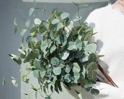 Miracliy Faux Eucalyptus Stems Artificial Eucalyptus Leaves Silk Silver Dollar Eucalyptus OliveBranches For Vases For Home Table Decor -Green Leaf Store 51MxipX6KEL