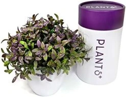 Plants+ Artificial Fake Faux Indoor House Desk Office For Decoration - Plastic Lifelike Flower With White Pot, Outdoor Decor Topiary Greenery, Set Of 1, Lavender -Green Leaf Store 51N6IkEXiaL. AC