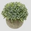 Nerseki Artificial Plants Plastic Mini Fake Fresh Lifelike Green Grass In Gray Pot For Home Decor (Snow-1) 10 Nerseki Artificial Plants Plastic Mini Fake Fresh Lifelike Green Grass In Gray Pot For Home Decor (Snow-1) -Green Leaf Store 51OPsWMbTlL