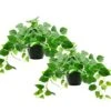 Tiita 2 Pack Fake Plants Artificial Scindapsus Aureus In Pots, Realistic Fake Greenery Potted Plants For Home Office Desk Window Sill Bathroom Bedroom Outdoor Indoor -Green Leaf Store 51SNbmMHX6L