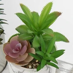 Briful Succulents Plants Artificial In Marble Pot Set Of 3 Small Fake Succulents Plants Faux Succulents With Wood Tray For Table Shelf Office Home Decorations 11 Briful Succulents Plants Artificial In Marble Pot Set Of 3 Small Fake Succulents Plants Faux Succulents With Wood Tray For Table Shelf Office Home Decorations -Green Leaf Store 51TZ4YAqFxS