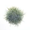 Melrose 5.5" Green Artificial Tillandsia Recurvata Hanging Air Plant Topiaries -Green Leaf Store 51Tmix5gtLL
