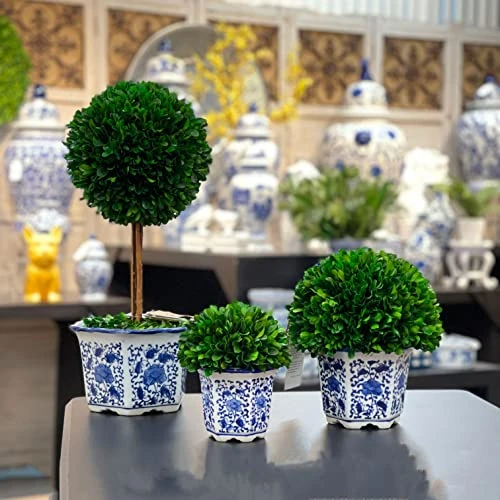 Galt International 7" Preserved Natural Boxwood In Ceramic Pot - Plant And Table Centerpiece - Stunning Greenery And Plant Decor For Home - Blue & White (Small 7" Tall Topiary) 5 Galt International 7" Preserved Natural Boxwood In Ceramic Pot - Plant And Table Centerpiece - Stunning Greenery And Plant Decor For Home - Blue & White (Small 7" Tall Topiary) - Image 5