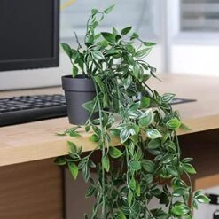 Green Leaf Store -Green Leaf Store 51WK0PZ7iYL