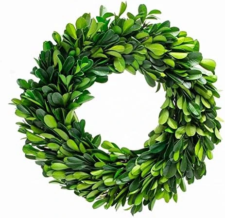 BoxwoodValley Preserved Boxwood Wreath 16 Inch Year Round Green Wreath For Halloween, Christmas Wreath Decor Green Garland For Indoor Green Autumn Wreath Decor (16 Inch) 10 BoxwoodValley Preserved Boxwood Wreath 16 Inch Year Round Green Wreath For Halloween, Christmas Wreath Decor Green Garland For Indoor Green Autumn Wreath Decor (16 Inch) - Image 10