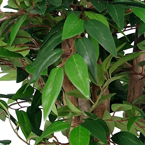 Leaf Artificial Ficus Tree/Plant, Luxury Smilax, 90cm 2 Leaf Artificial Ficus Tree/Plant, Luxury Smilax, 90cm - Image 2