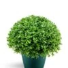 National Tree Company Artificial Shrub | Includes Pot Base | Globe Japanese Holly Bush - 13 Inch 4 National Tree Company Artificial Shrub | Includes Pot Base | Globe Japanese Holly Bush - 13 Inch -Green Leaf Store 51ZUYKVVvRL