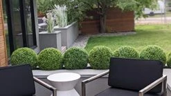 365 Curb Appeal Set Of 2 Large Topiary Balls (Better Than A Boxwood) 15 365 Curb Appeal Set Of 2 Large Topiary Balls (Better Than A Boxwood) -Green Leaf Store 51caok7tlXL