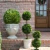 Mills Floral Preserved Boxwood Ball 16" -Green Leaf Store 51cxNSwYjWL