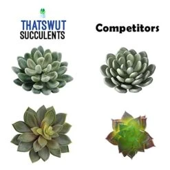 Thatswut - 35 Pack Bulk Large Assorted Realistic Artificial Faux Succulents Aloe Plants Realistic Fake Succulent Plants, Largest Set Of Succulents -Green Leaf Store 51dgbqwIw3L