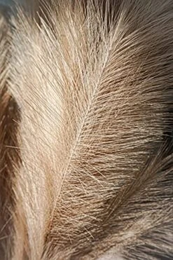 Boho Wish Faux Pampas Grass Decor Tall Set Of 7 PCs -40 Inches Non-Shedding, Floor And Office Vase Filling-Fluffy Floral Branches -Wedding Decor- Home And Bedroom Table Decoration (Brown) -Green Leaf Store 51el3FabTEL