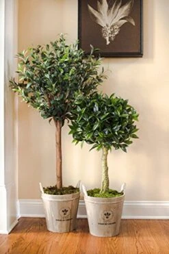 Nearly Natural 5960 4.5' Olive Topiary Tree With European Barrel Planter 10 Nearly Natural 5960 4.5' Olive Topiary Tree With European Barrel Planter -Green Leaf Store 51f4TWQ02NL