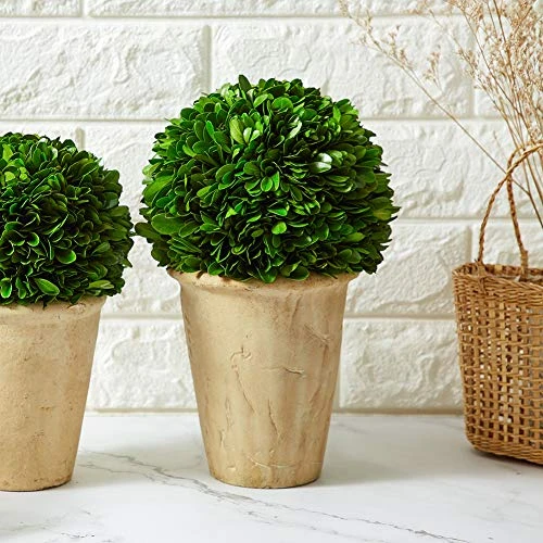 Boxwoodworld Preserved Boxwood Green Plant For Home Decor Classic Ball On Pot Design 10 Inch Hight (boxwood Leaves) 5 Boxwoodworld Preserved Boxwood Green Plant For Home Decor Classic Ball On Pot Design 10 Inch Hight (boxwood Leaves) - Image 5