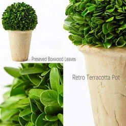 Boxwoodworld Preserved Boxwood Green Plant For Home Decor Classic Ball On Pot Design 10 Inch Hight (boxwood Leaves) 13 Boxwoodworld Preserved Boxwood Green Plant For Home Decor Classic Ball On Pot Design 10 Inch Hight (boxwood Leaves) -Green Leaf Store 51fFU8JRMIL